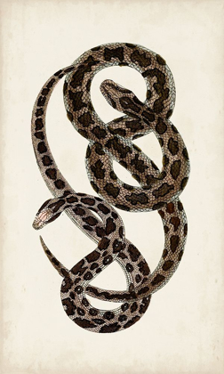 Picture of ANTIQUE SNAKES V