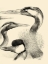 Picture of WATERBIRD SKETCHBOOK I