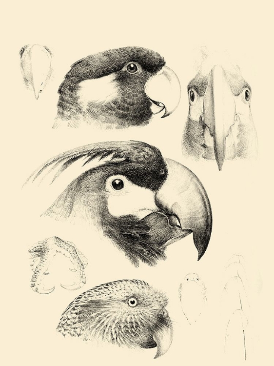 Picture of WATERBIRD SKETCHBOOK III