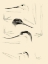 Picture of WATERBIRD SKETCHBOOK V