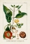 Picture of TURPIN FOLIAGE AND FRUIT III