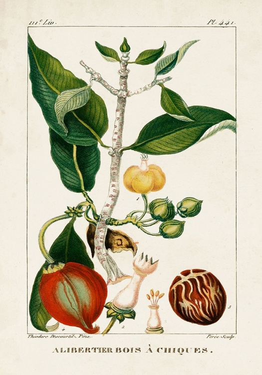 Picture of TURPIN FOLIAGE AND FRUIT III