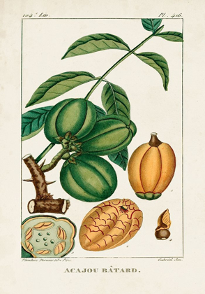 Picture of TURPIN FOLIAGE AND FRUIT IV