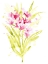 Picture of FUCHSIA IMPULSE I