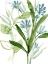 Picture of MEADOW BLUES III