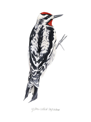 Picture of WATERCOLOR WOODPECKER I