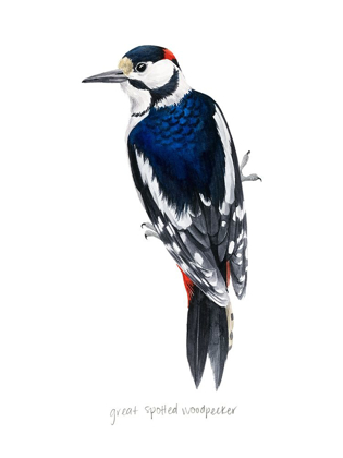 Picture of WATERCOLOR WOODPECKER II