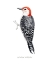 Picture of WATERCOLOR WOODPECKER III