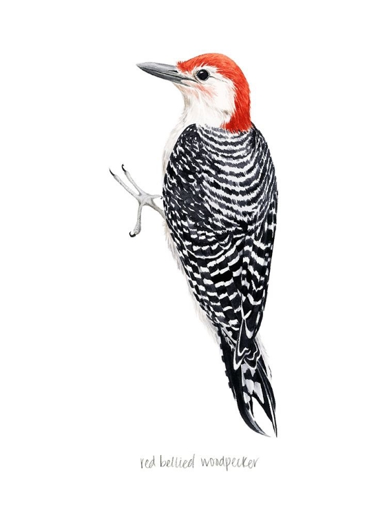 Picture of WATERCOLOR WOODPECKER III