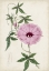 Picture of GARDEN GEMS IX