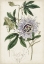 Picture of GARDEN GEMS XI