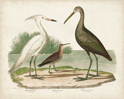 Picture of WATERBIRD TRIO I