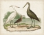 Picture of WATERBIRD TRIO I