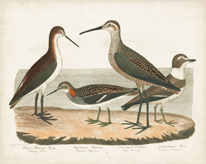 Picture of WATERBIRD TRIO II