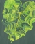 Picture of ELEPHANT EARS II