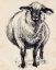 Picture of CHARCOAL SHEEP II