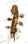 Picture of INSTRUMENTAL III