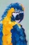 Picture of POP ART PARROT II