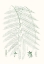 Picture of VERDURE FERNS I