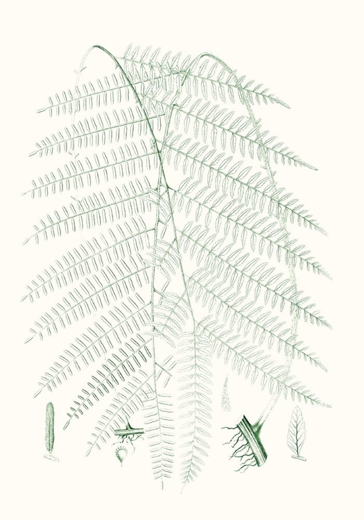 Picture of VERDURE FERNS I