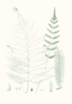 Picture of VERDURE FERNS II