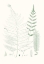 Picture of VERDURE FERNS II