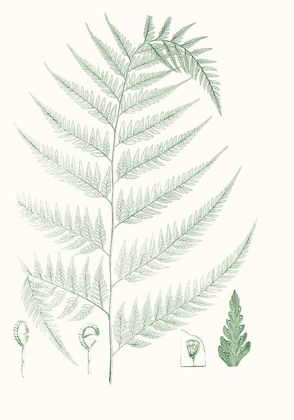 Picture of VERDURE FERNS III