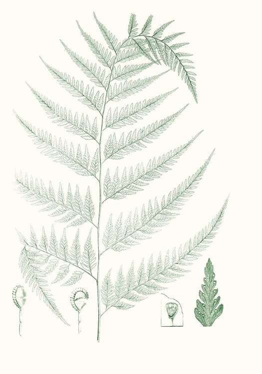 Picture of VERDURE FERNS III