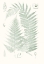 Picture of VERDURE FERNS IV