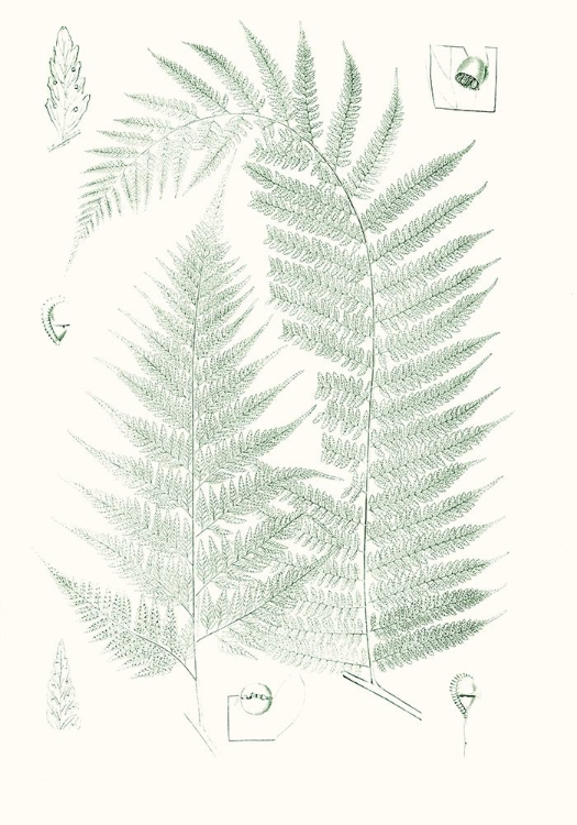 Picture of VERDURE FERNS IV