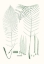Picture of VERDURE FERNS VII