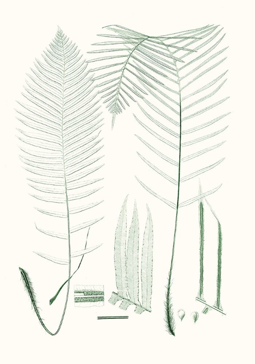 Picture of VERDURE FERNS VII