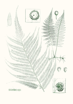 Picture of VERDURE FERNS VIII
