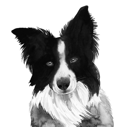 Picture of BORDER COLLIE I