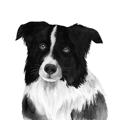 Picture of BORDER COLLIE II