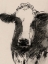 Picture of COW PORTRAIT SKETCH II