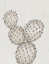 Picture of CACTUS STUDY IV
