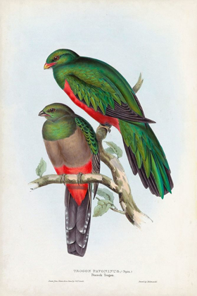 Picture of GOULD TROPICAL BIRDS I