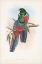 Picture of GOULD TROPICAL BIRDS IX