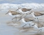 Picture of SANDPIPERS I