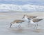 Picture of SANDPIPERS II
