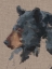 Picture of BIG BEAR IV