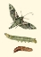 Picture of BUTTERFLY TRANSFORMATION I