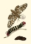 Picture of BUTTERFLY TRANSFORMATION III