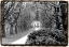 Picture of GARDEN WALK