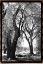 Picture of SUMMER SHADE III
