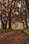 Picture of MORNING ON SPARKS LANE II