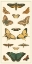Picture of CRAMER BUTTERFLY PANEL I 