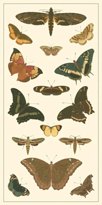 Picture of CRAMER BUTTERFLY PANEL II 