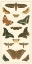Picture of CRAMER BUTTERFLY PANEL II 